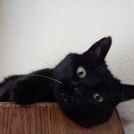 Goro's advice for pre-meds who need reinvention (updated for 2021 ...