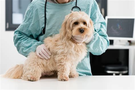 Kastration Bei Hunden Vorteile Kosten Und Pflege Bob Mag