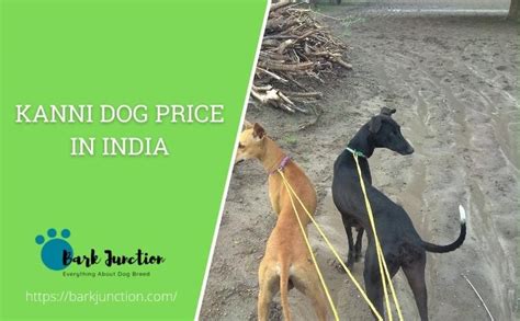 kanni dog price  india feeding cost cost   kanni  india