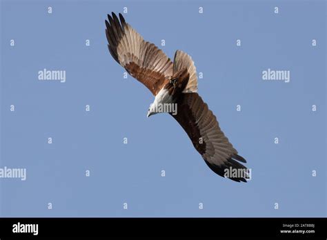 Brahminy Kite Haliastur Indus Stock Photo Alamy