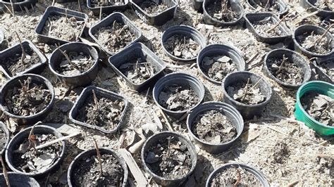 Саженцы гортензии и др. многолетников после зимы/срочно засыпать корни ...