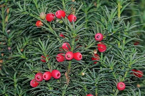 Premium Photo Yew Tree With Berries Taxus Baccata Germany