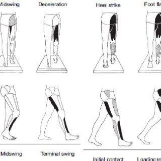 stage  human walking source   scientific diagram