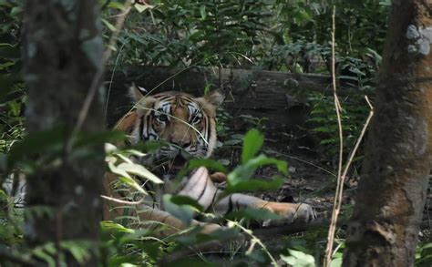 Chitwan National Park | For A Closer Encounter With The wildlife