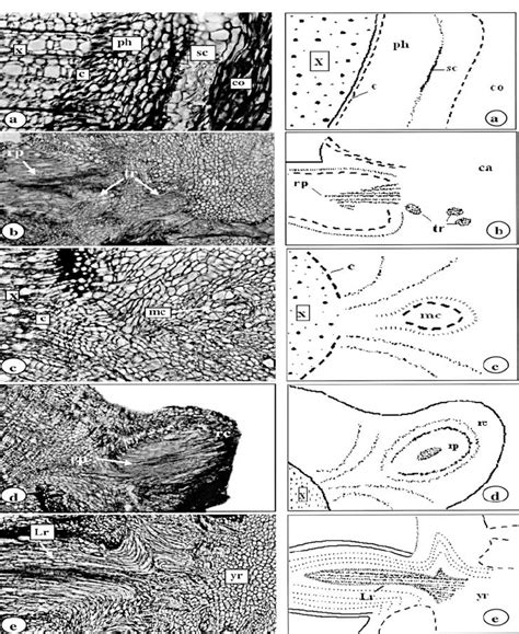 anatomical   tea cuttings undergoing adventitious root