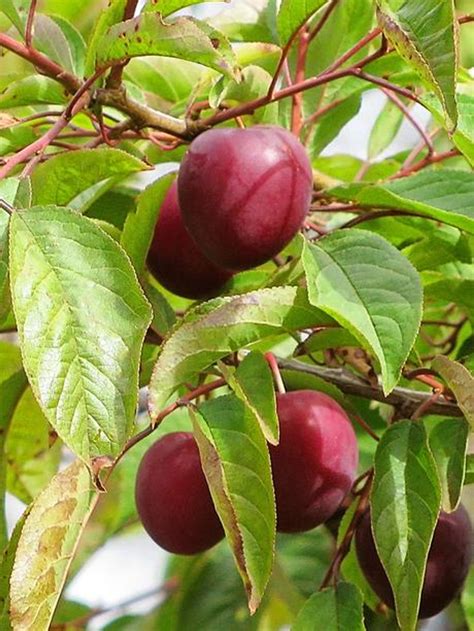 Plum Methley Semi Dwarf 3 Gallon Cofers Home And Garden