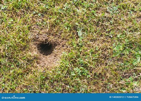 What Do Vole Holes In Yard Look Like