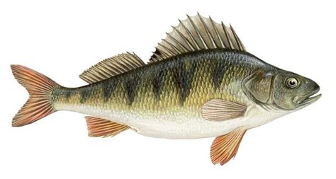 model fish p fluviatilis  scientific diagram