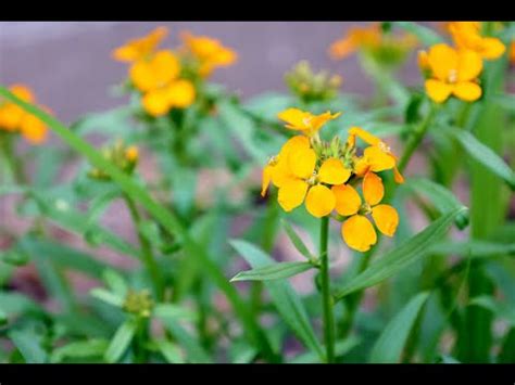 Erysimum Allionii Siberian Wallflower YouTube