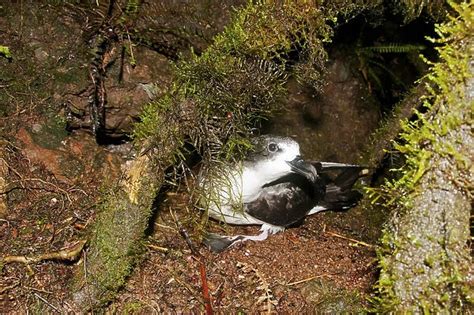 Galapagos Petrel Pterodroma Phaeopygia Our Beautiful Wall Art And