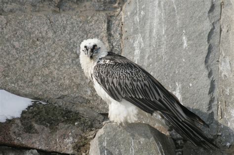 Бородач | IZI Travel