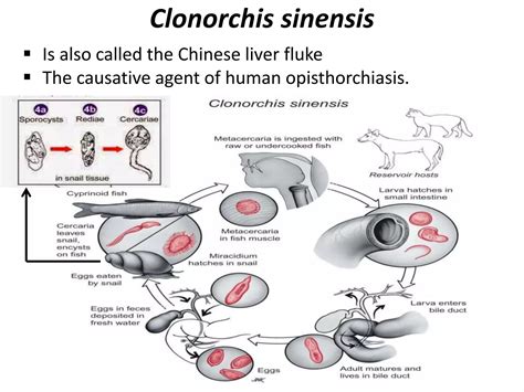 Life Cycle Of Protozoan Parasite Ppt