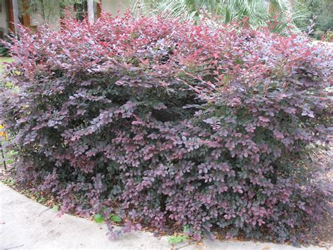 Online Plant Guide Loropetalum Chinense Plum Delight Plum Delight