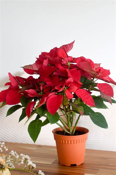 Poinsettia From The Naked Collection PINE SG