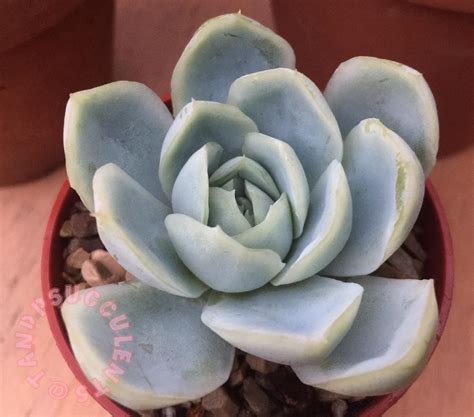 Best Chubby Bunny Images On Pholder Chubby BBW Chubby And Aww