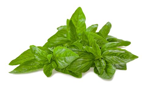 Basil, Genovese - Heirloom – Hometown Seeds
