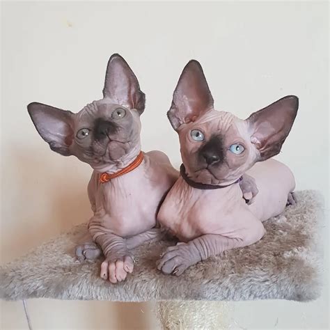 NAKED BEAUTY SPHYNX Registered Sphynx Breeder
