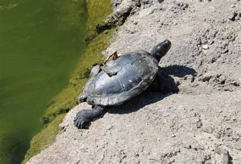 Turtle Shell Peeling Why It Happens And When To Worry Pangovet