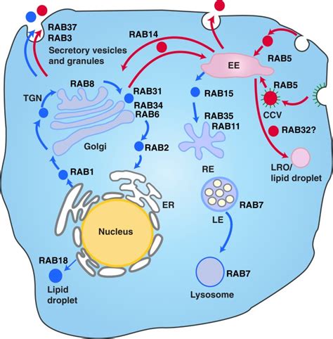 The Different Vesicle Transport Pathways And The Functions Of Rab