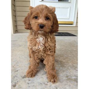 Adopt A Cockapoo Best 14 Rescues In The Usa 2024