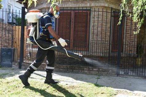 Mosquitos por qué no siempre se recomienda fumigar y cuáles son las