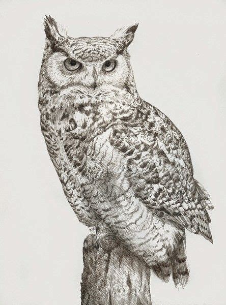 20 Amazing Owl Drawings In Different Mediums To Draw The Things To