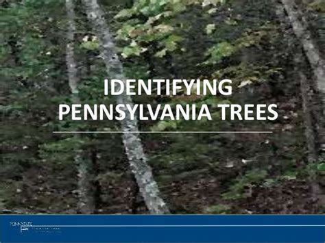 Tree Identification