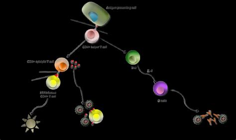 Virus De La Inmunodeficiencia Humana VIH British Society For Immunology