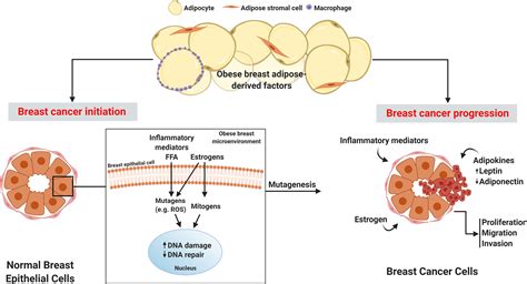 Frontiers Obese Adipose Tissue As A Driver Of Breast Cancer Growth