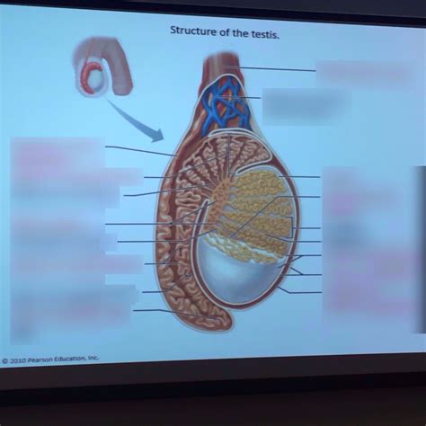 Rete Testis Diagram