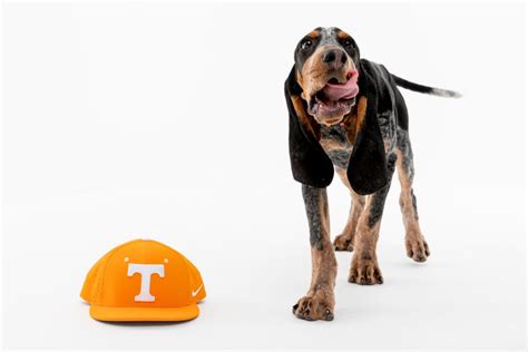 Tennessee's Smokey mascot: A timeline