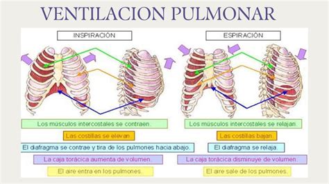 Ventilacion Pulmonar Alxnsx S Udocz