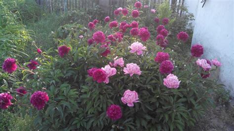 Пион Две Сестры Фото И Описание – Telegraph