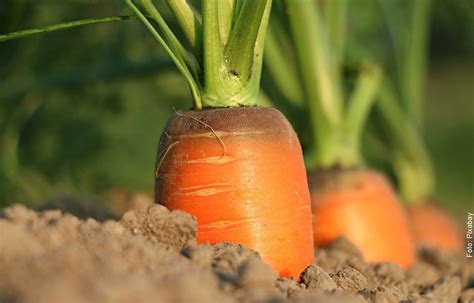 Cómo sembrar zanahorias en casa Ten siempre a la mano Candela