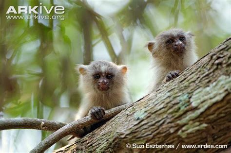 Black tailed marmoset - Alchetron, The Free Social Encyclopedia