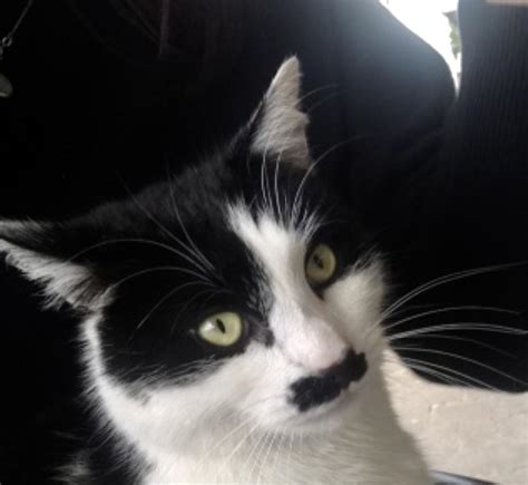 This Cat Has A Hitler Moustache Rmildlyinteresting