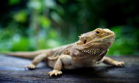 The 12 Best Lizards To Keep as Pets | BeChewy