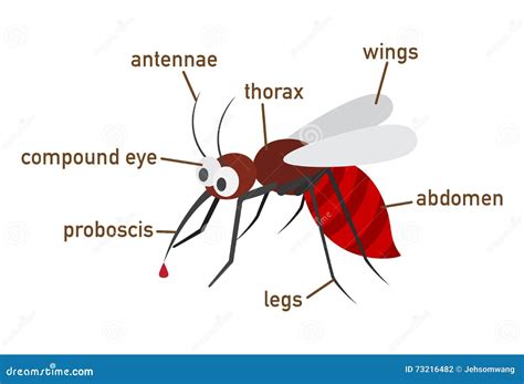 Mosquito Anatomy Stock Illustrations 80 Mosquito Anatomy Stock