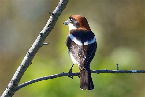 Pie Gri Che T Te Rousse Lanius Senator Badius Cet Oiseau Flickr