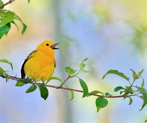 Do Birds Eat Grasshoppers? The Answer May Surprise You