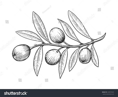 Olive Branch Engraving Style Vector Illustration Stock Vector Royalty