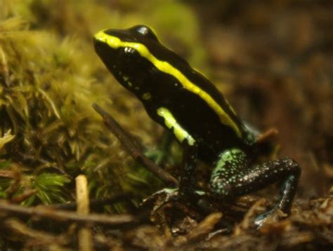 Dendrobatidae - poison frogs | Wildlife Journal Junior