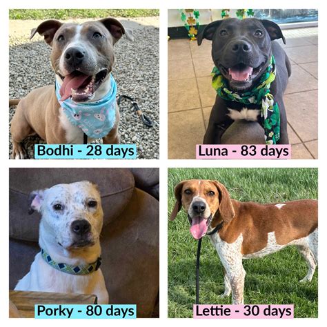 portage county ohio dog pound 8