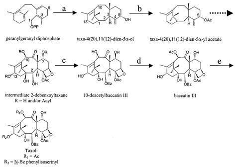 Outline Of The Taxol Biosynthetic Pathway The Cyclization Of Download Scientific Diagram