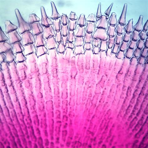 Scale, Ctenoid, w.m., Microscope Slide | Carolina Biological Supply