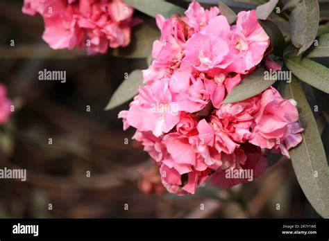 French Rose Pink Oleander Flowers Double Nerium Oleander With Green