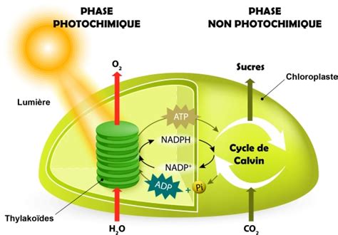 photosynthèse ETHIQUE ET PROGRES