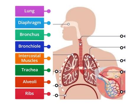 Respiratory System - Labelled diagram