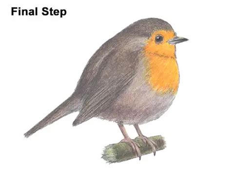 How To Draw A Robin European Bird