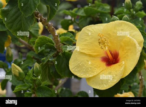 Yellow Hibiscus Flower Stock Photo Alamy